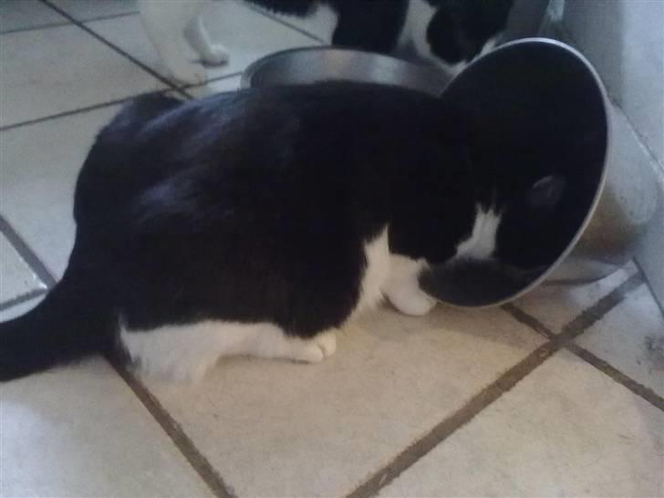 Huskat Laban billede 10