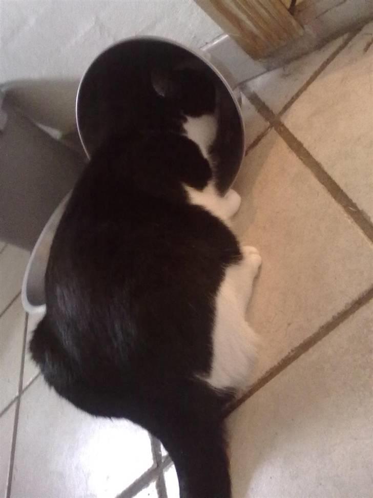 Huskat Laban billede 11