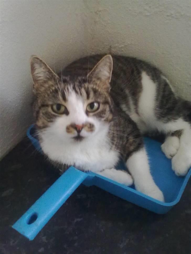 Huskat Mille billede 1