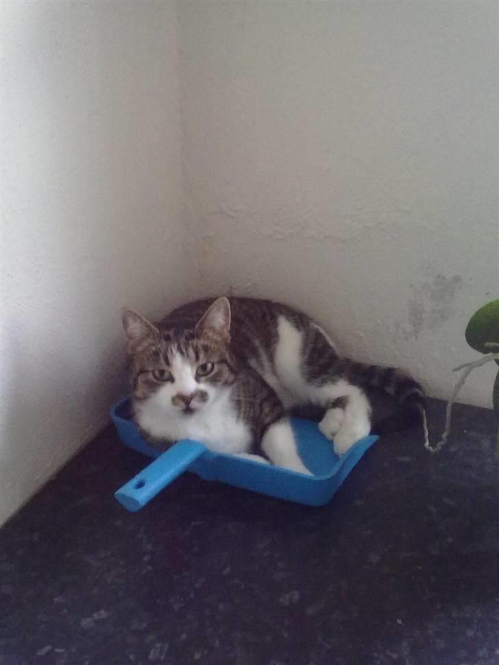 Huskat Mille billede 2