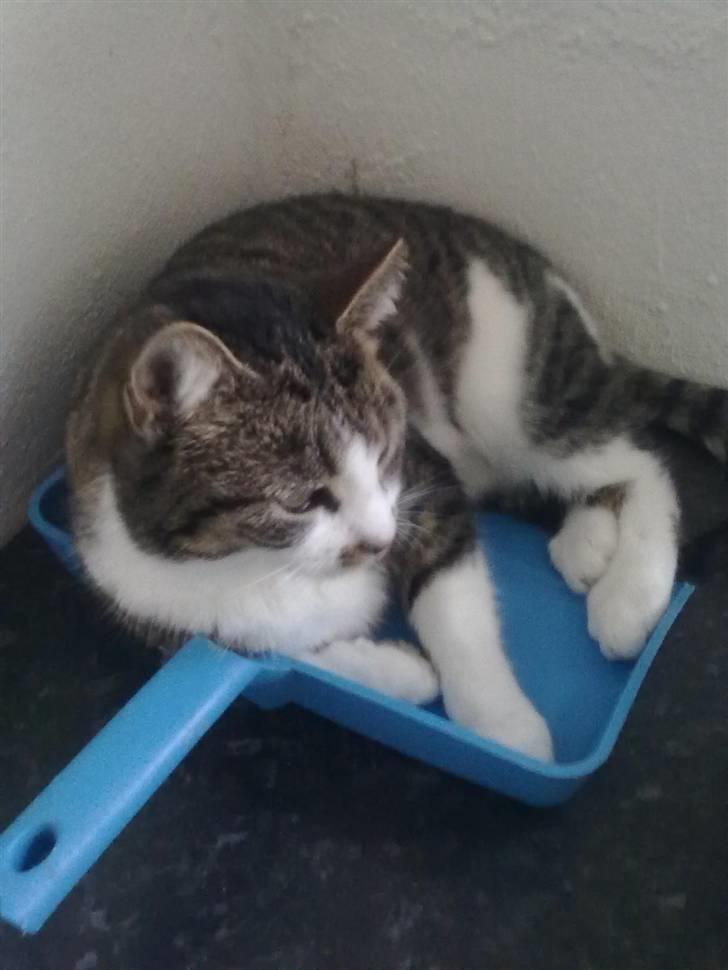 Huskat Mille billede 3