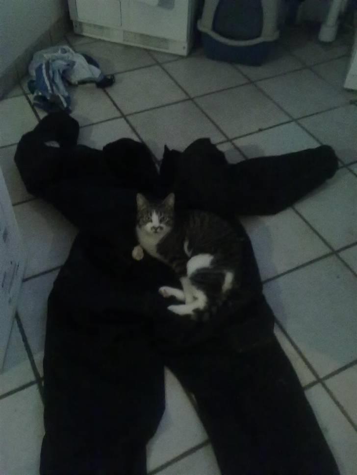 Huskat Mille billede 4