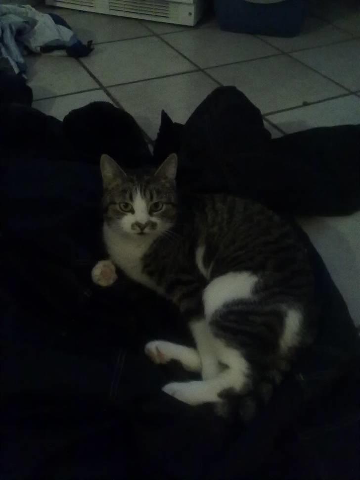 Huskat Mille billede 5