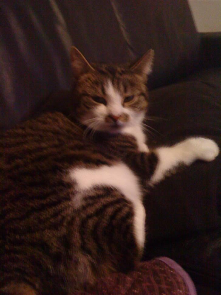 Huskat Mille billede 6