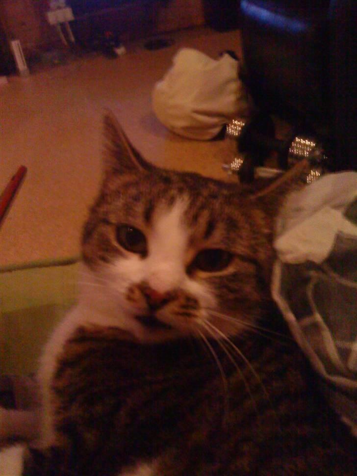 Huskat Mille billede 7