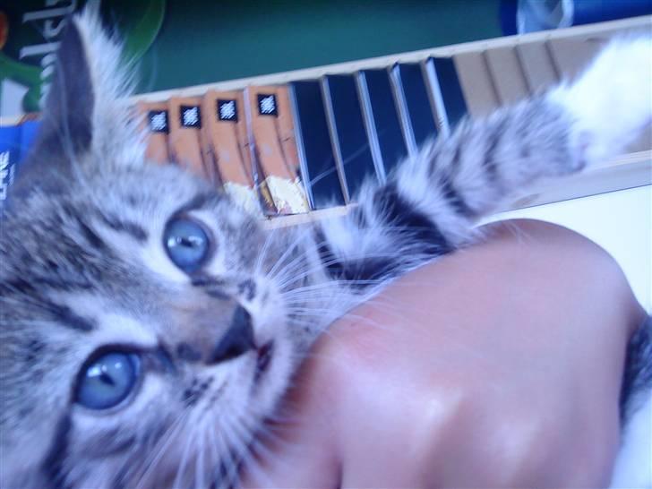 Huskat Carlson billede 1