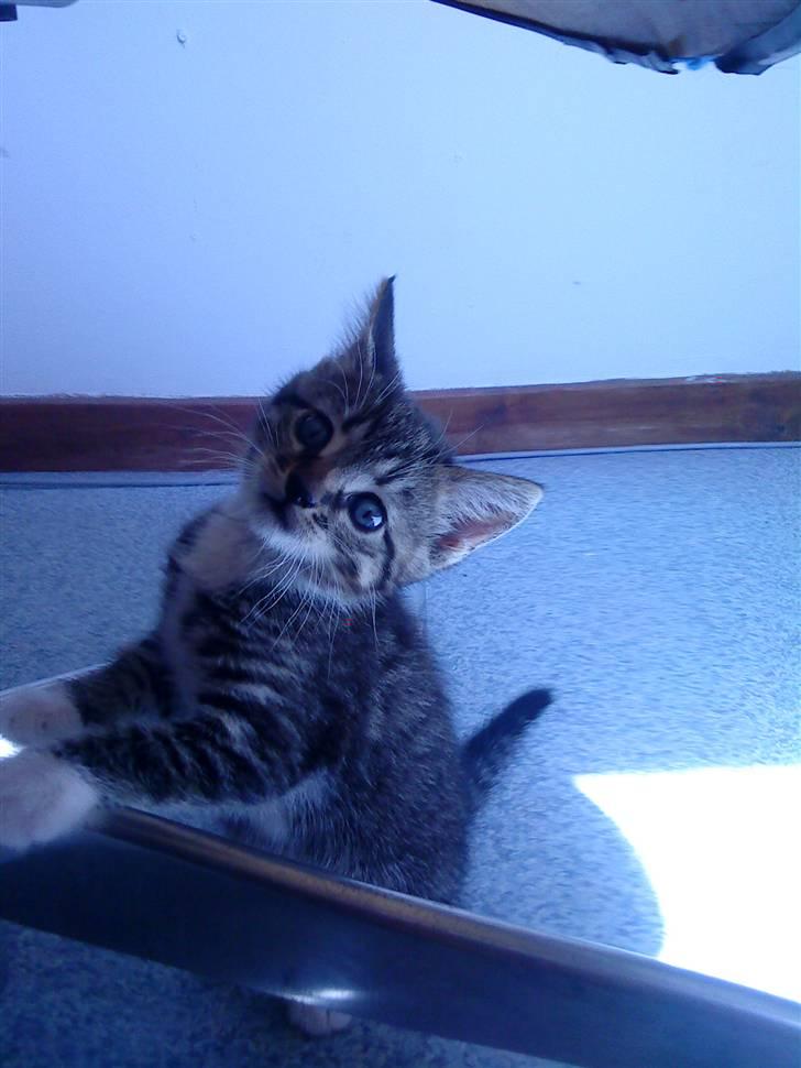 Huskat Carlson billede 2