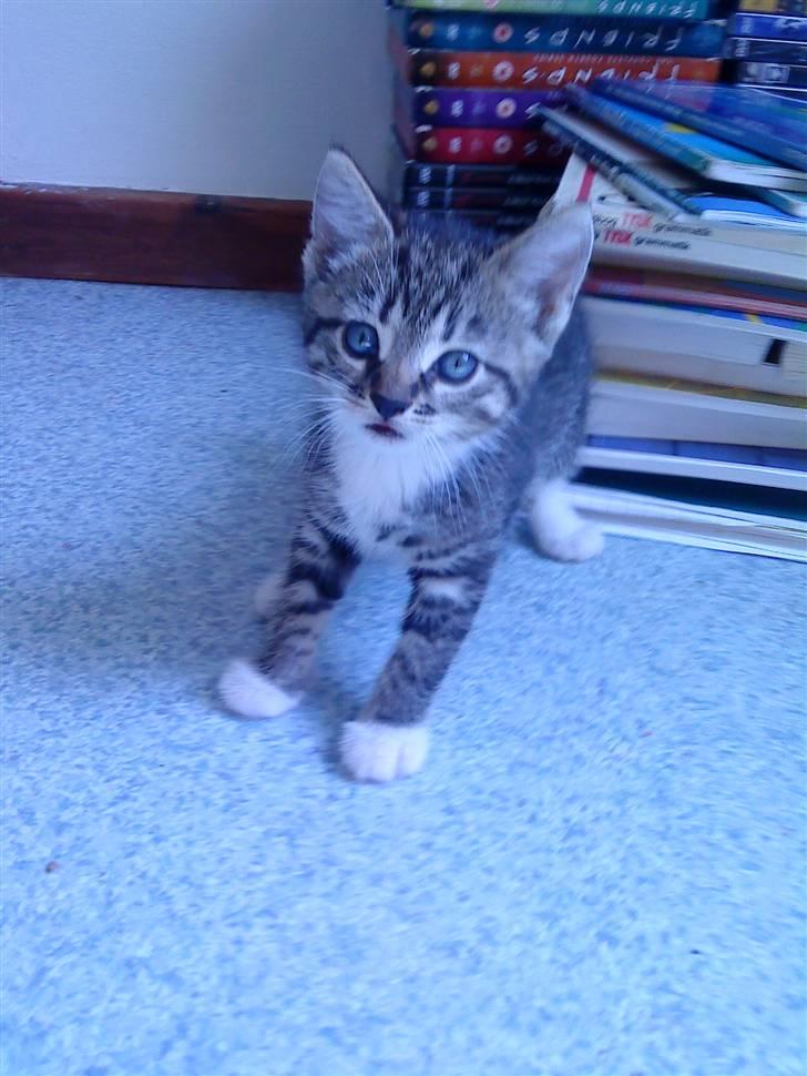 Huskat Carlson billede 3