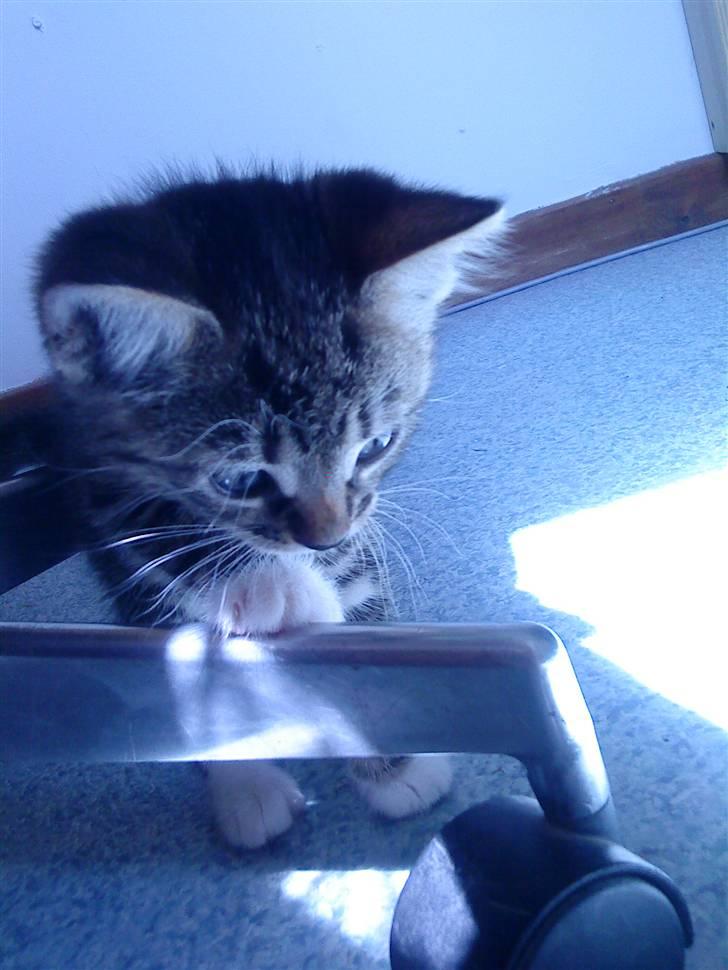 Huskat Carlson billede 4