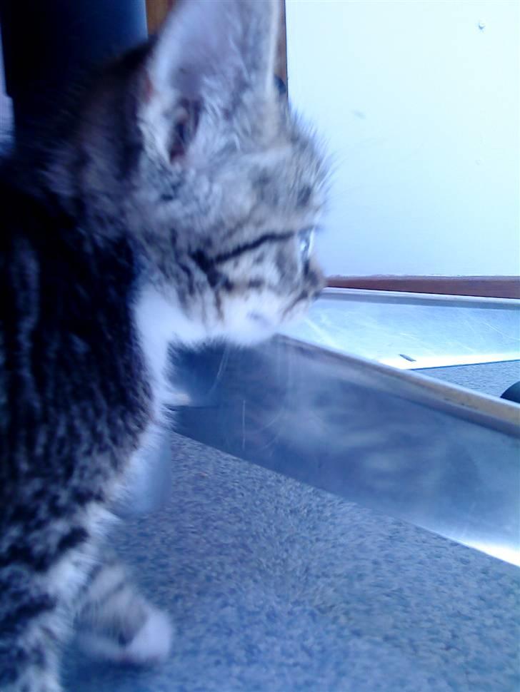 Huskat Carlson billede 5