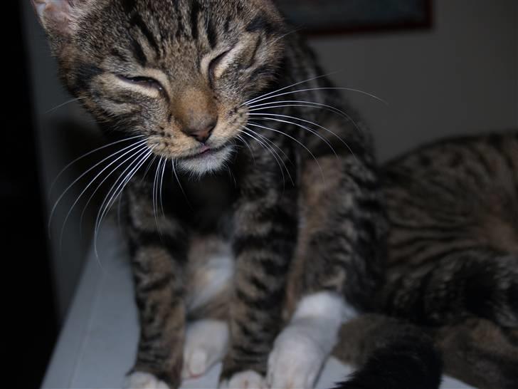 Huskat Nemo <3 - Velkommen til Nemos profil :) Smid en kommentar og en bedømmelse  billede 1