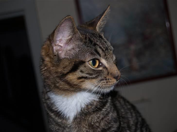 Huskat Nemo <3 - <3 billede 2