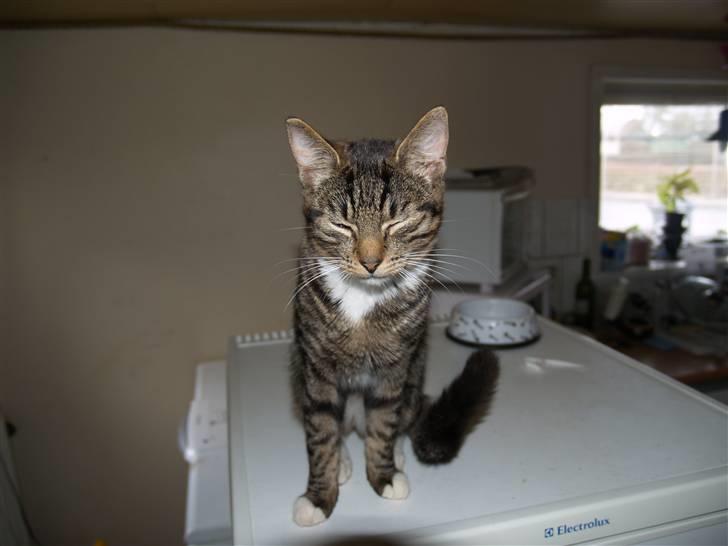 Huskat Nemo <3 - <3 billede 3