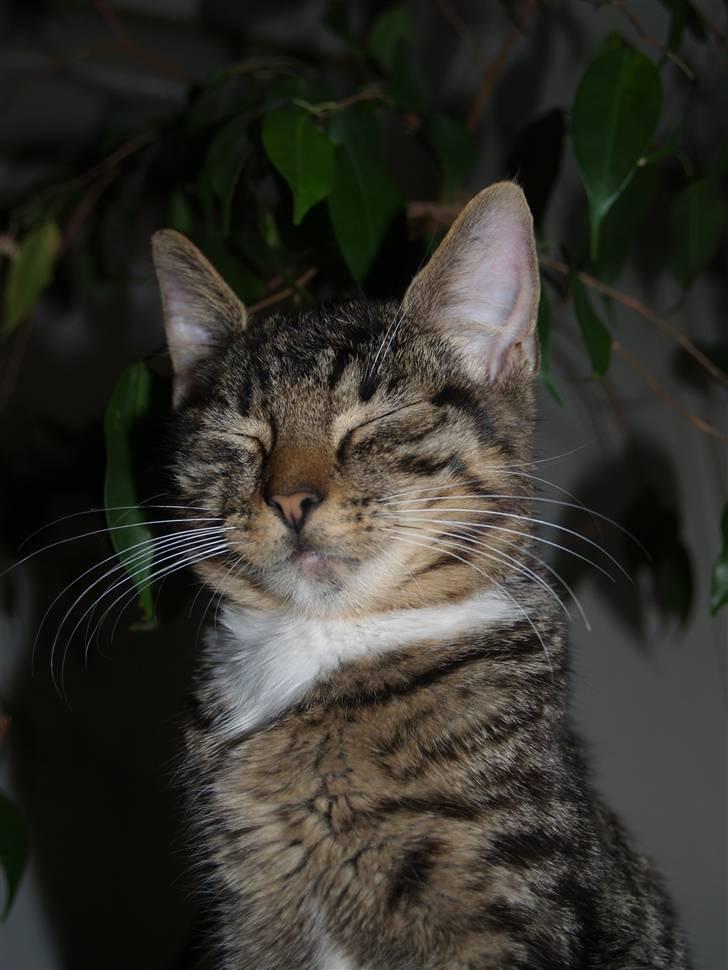 Huskat Nemo <3 - <3 billede 5