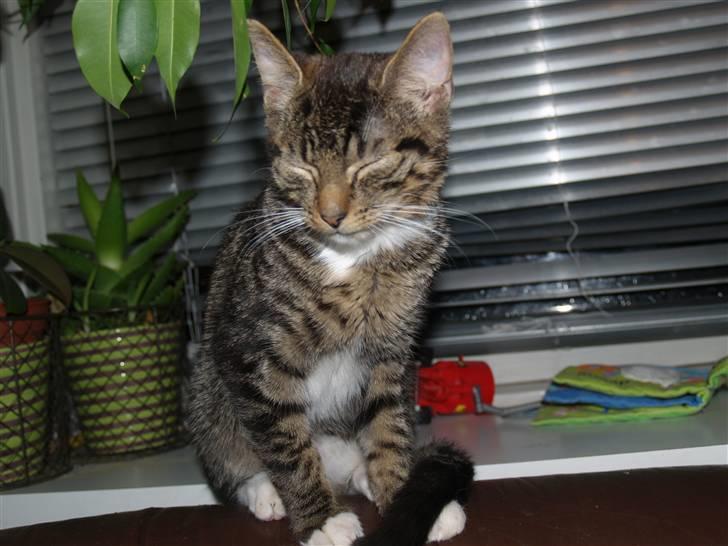 Huskat Nemo <3 - <3 billede 6