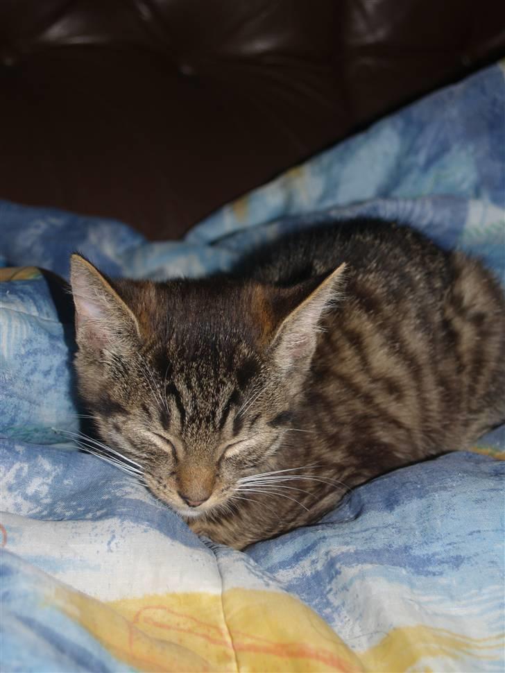 Huskat Nemo <3 - <3 billede 7