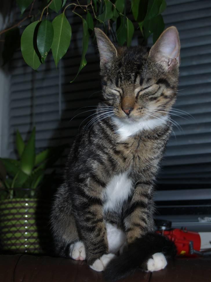 Huskat Nemo <3 - <3 billede 8