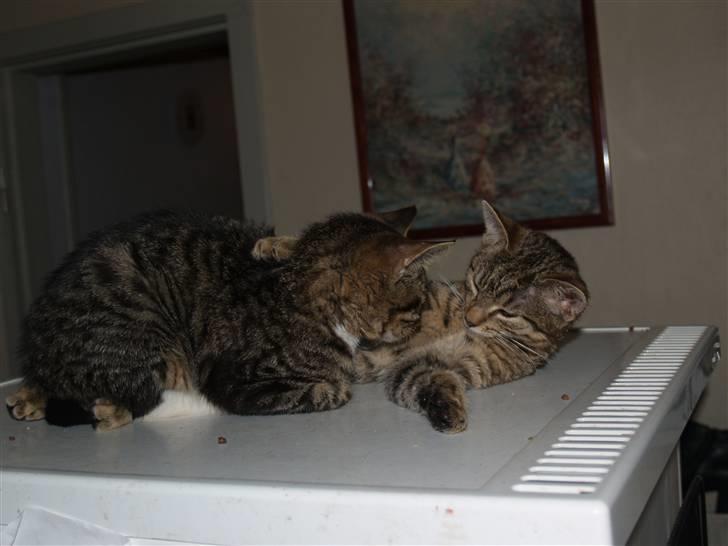 Huskat Nemo <3 - <3 Nemo og hans søster der holder om hinanden :i  billede 9