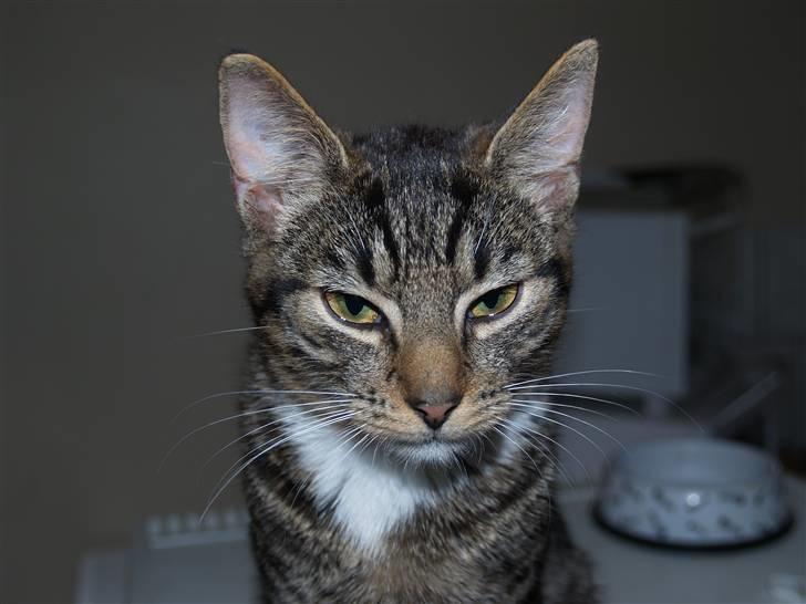 Huskat Nemo <3 - <3 billede 10