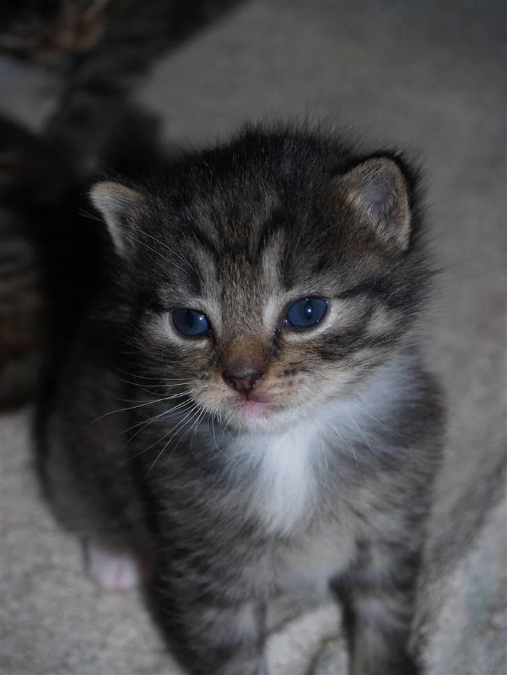 Huskat Nemo <3 - Nemo som baby <3 billede 11