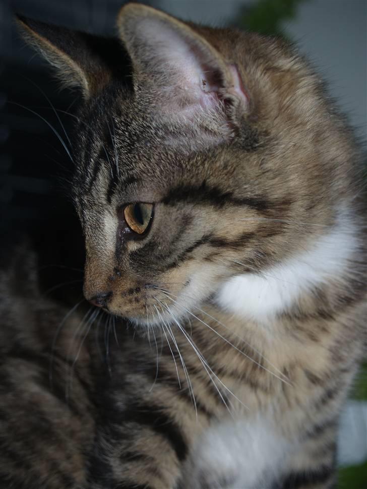 Huskat Nemo <3 - <3 billede 12