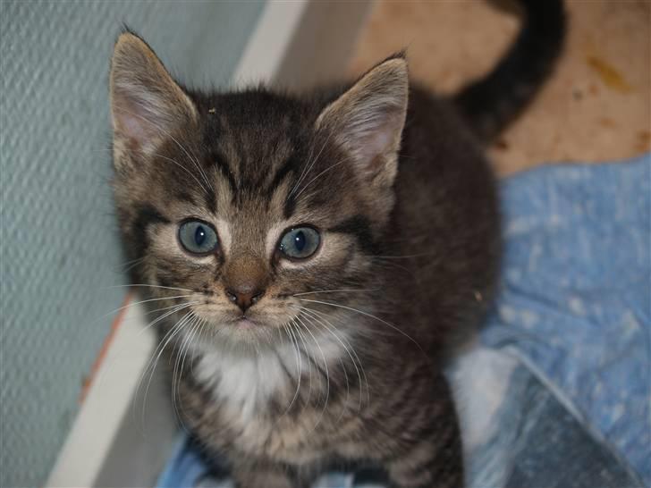 Huskat Nemo <3 - Igen Nemo som baby <3 billede 13