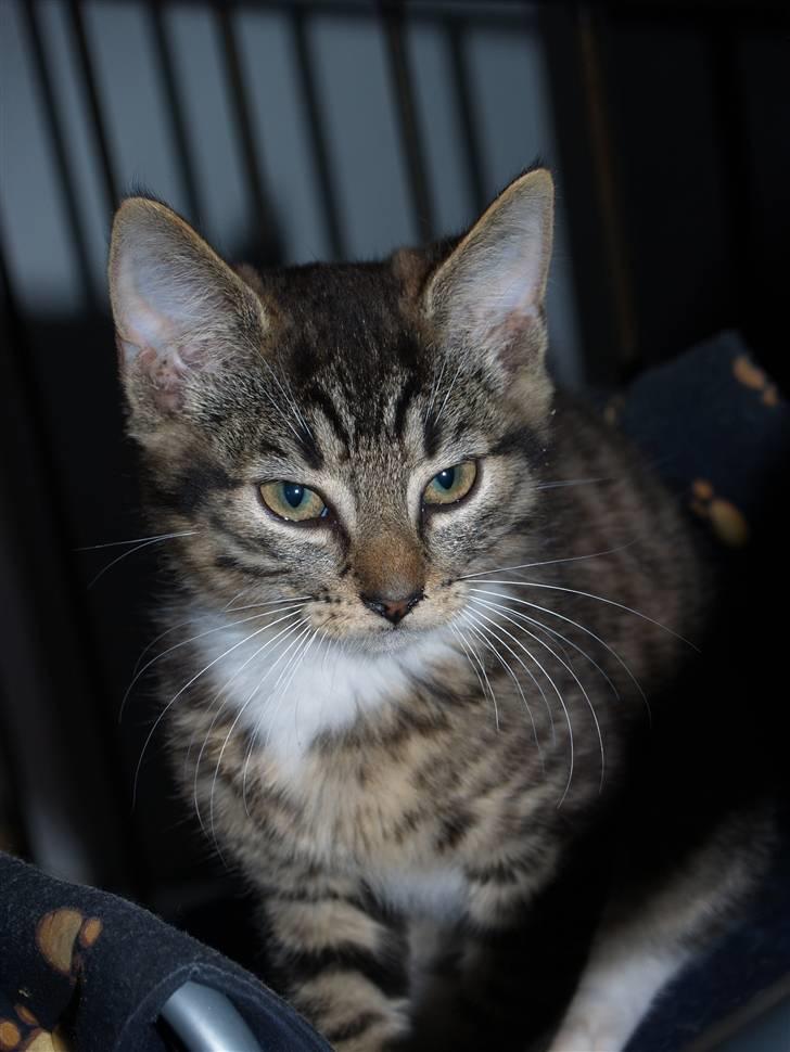 Huskat Nemo <3 - Smukke :i  billede 14