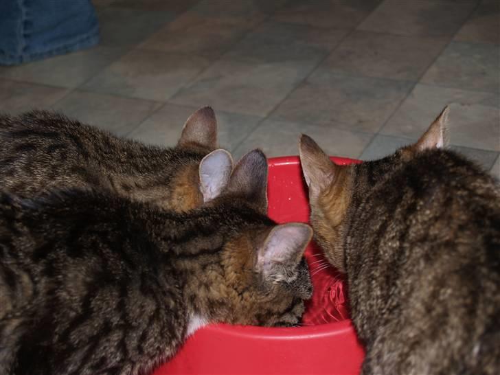 Huskat Nemo <3 - Nemo og hans søskende :)  billede 15