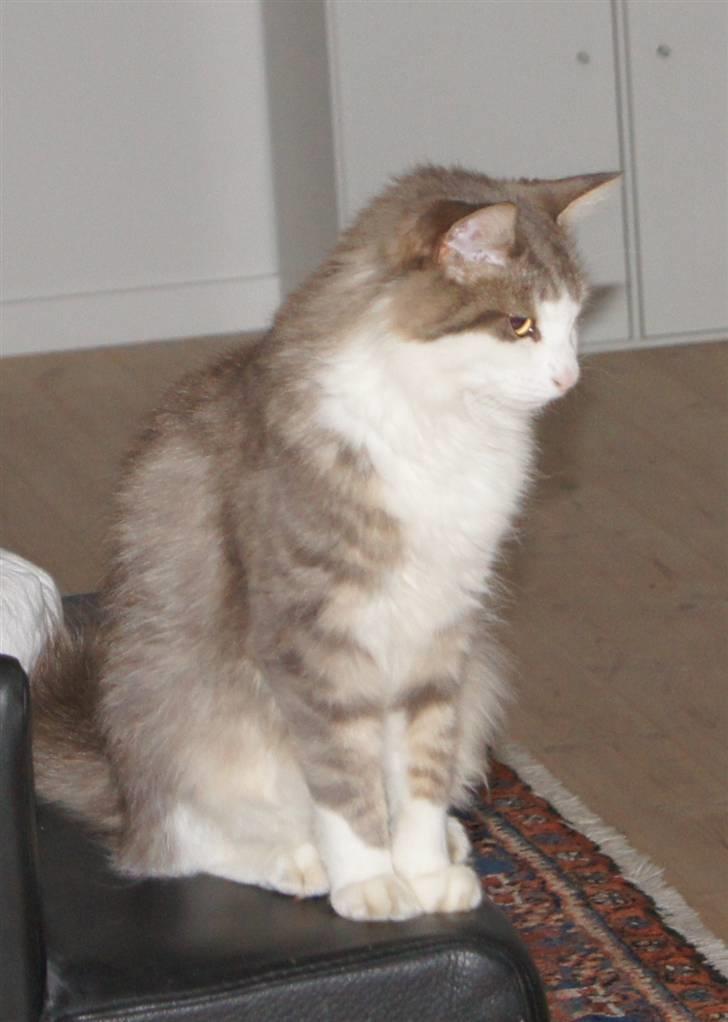 Norsk Skovkat Simba(misted):( - I love you<3:* Billede 18 billede 18