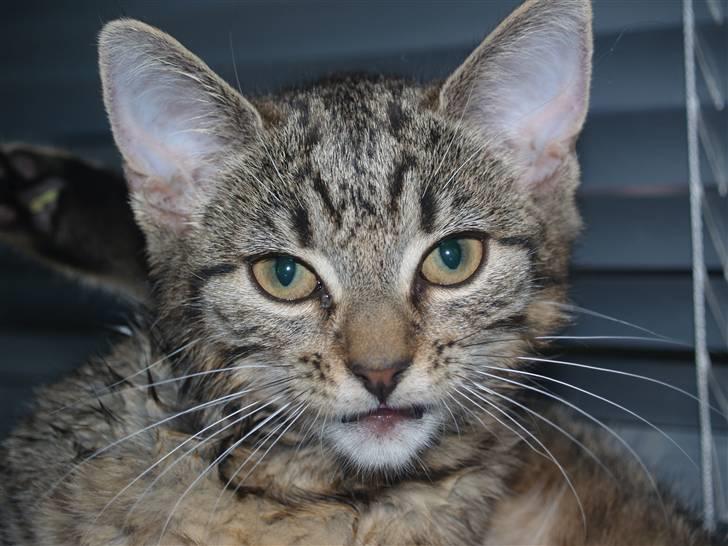 Huskat Cleo <3 - velkommen til Cleos profil <3 billede 1