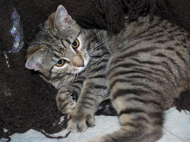 Huskat Cleo <3 billede 3