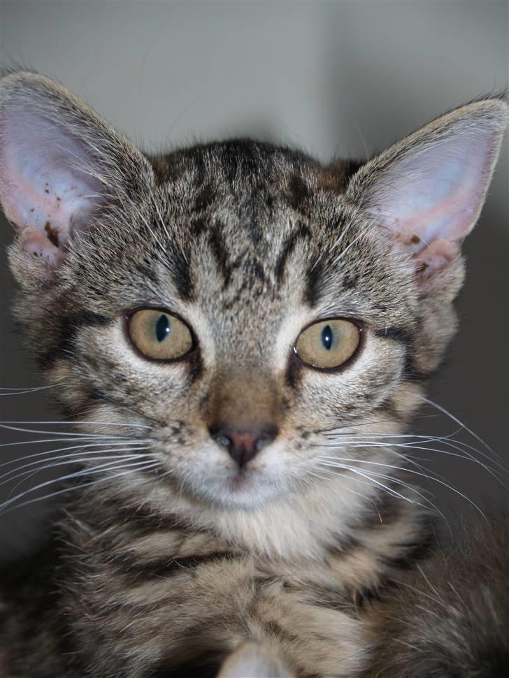 Huskat Cleo <3 billede 4