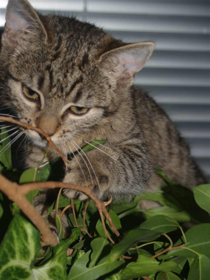 Huskat Cleo <3 billede 5