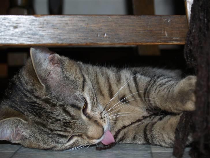 Huskat Cleo <3 billede 6