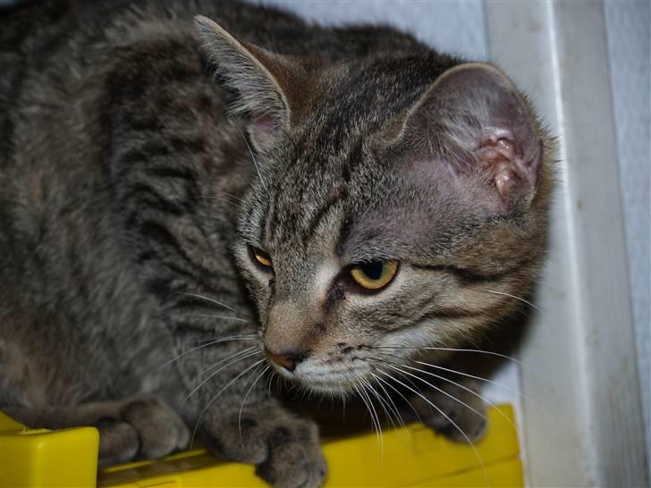 Huskat Cleo <3 billede 7