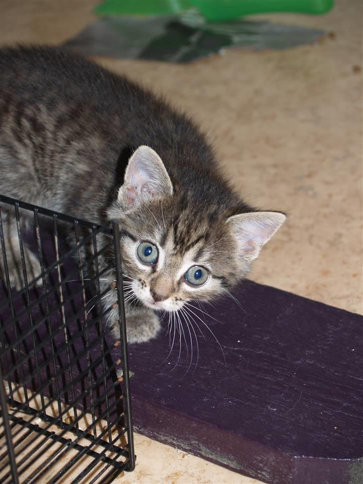 Huskat Cleo <3 - Cleo som Baby <3 billede 8