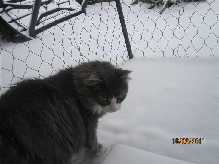 Norsk Skovkat Højgårdens Boris Gonzales - Moaaaaaa! Jeg fryser! brrr dx billede 6