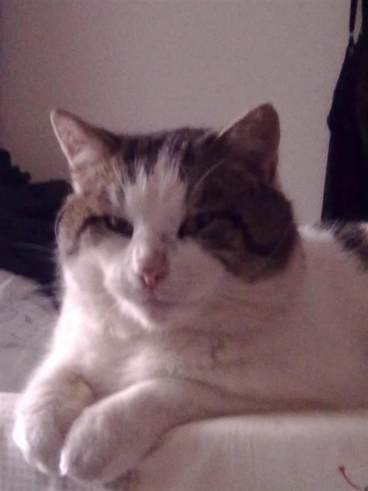 Huskat Gismo - VELKOMMEN til Gismo´s Profil<3 billede 1