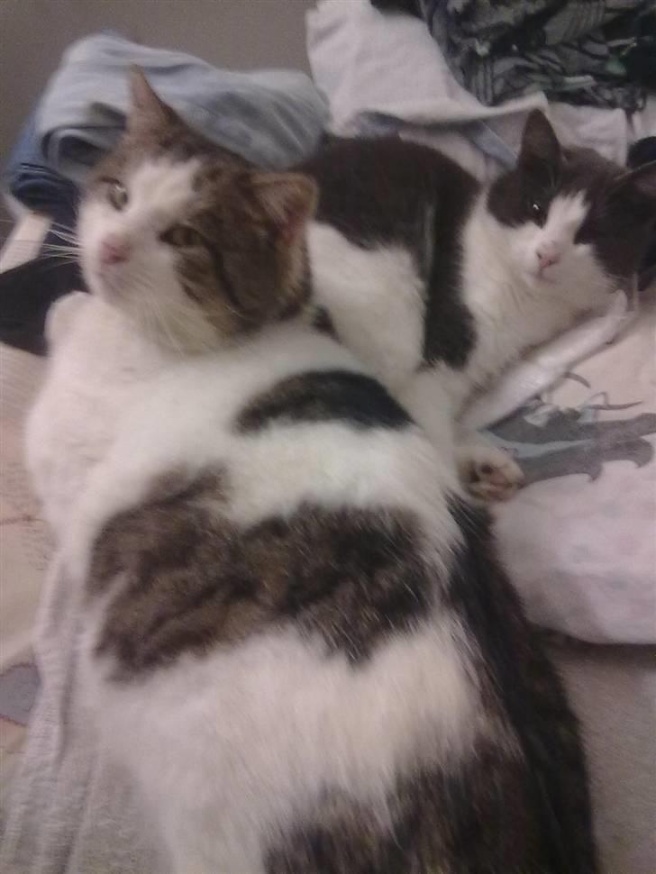 Huskat Gismo billede 2