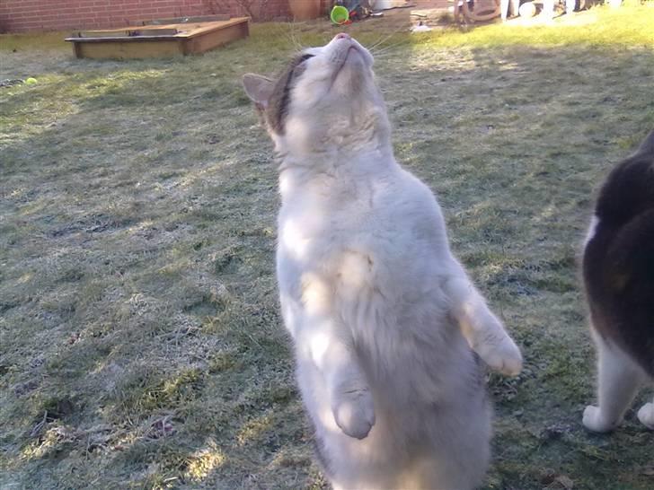 Huskat Gismo - Jeg står på to ben:) billede 3