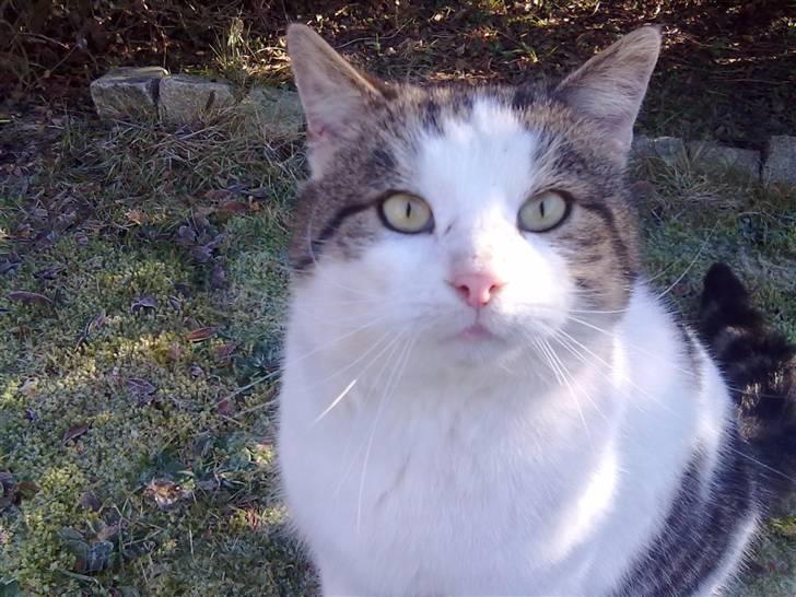 Huskat Gismo - <33 billede 4