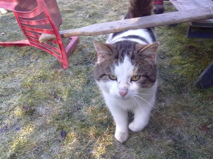 Huskat Gismo - Jeg gider ikke springe jeg vil meget hellere gå under den :) billede 5