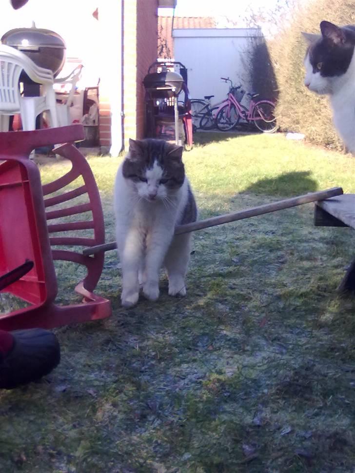 Huskat Gismo - Springer<3 billede 6