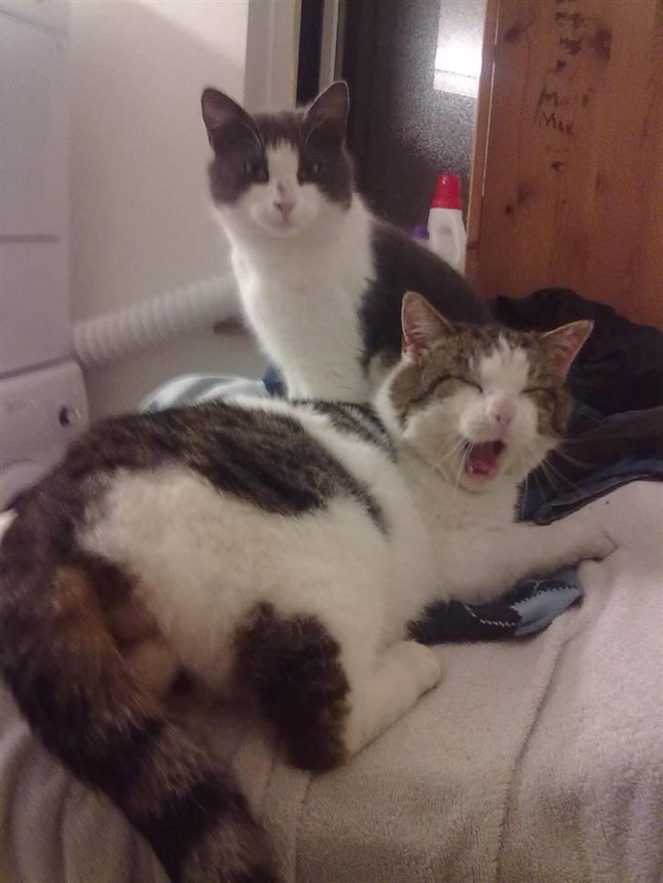 Huskat Gismo - Hvor er jeg træt:) billede 7