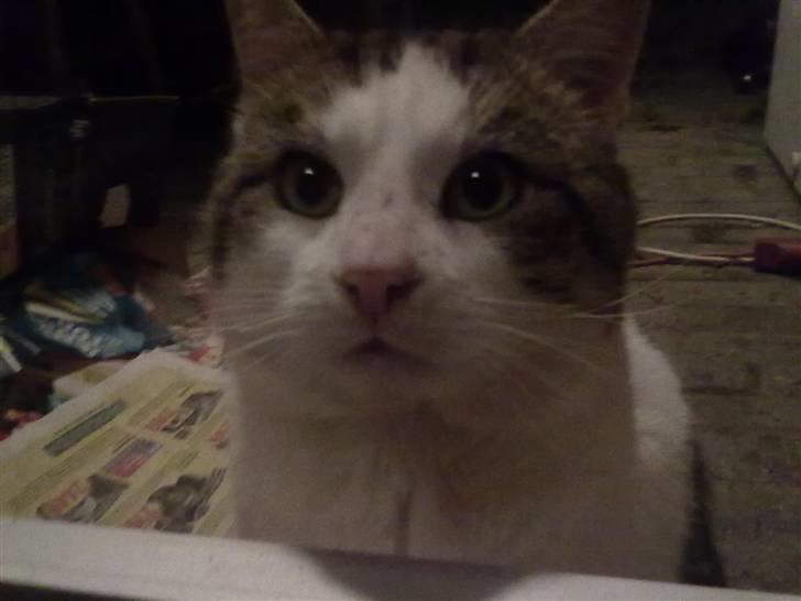 Huskat Gismo - Jeg vil ind billede 8