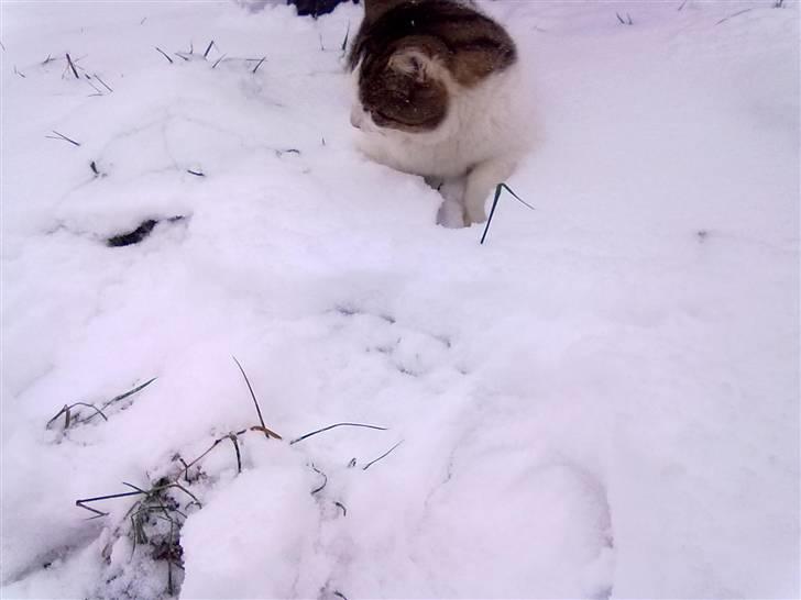 Huskat Gismo - Hvor er her dynbt billede 9