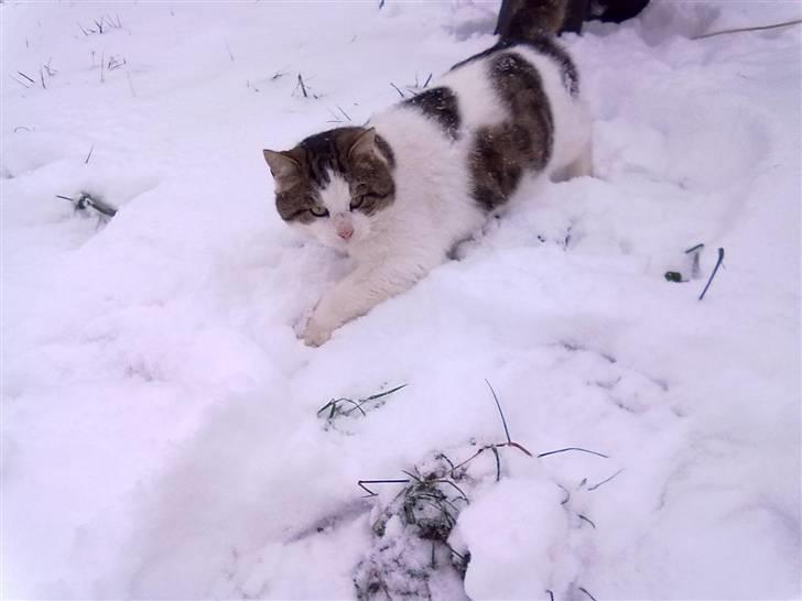 Huskat Gismo - Da vi skulle ned og kælke :) billede 10