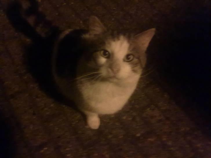 Huskat Gismo billede 11