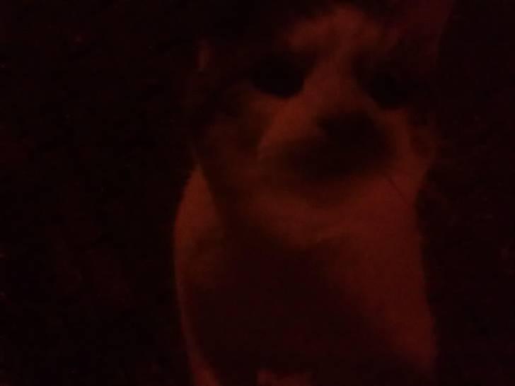 Huskat Gismo billede 12