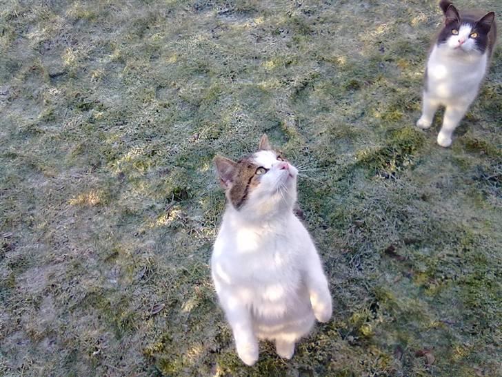 Huskat Gismo - Jeg sidder på to ben:) billede 13